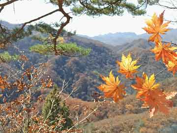 劉占琪最新動態(tài)，揭開未來無限可能之門